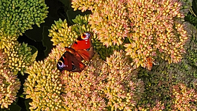 Dagpauwoog SEPTEMBRE