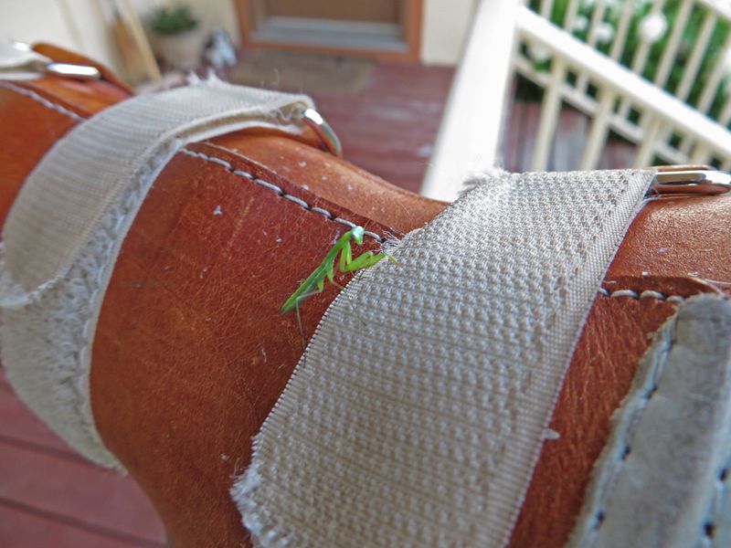 MANTE RELIGIEUSE / PRAYING MANTIS / Mantis religiosa