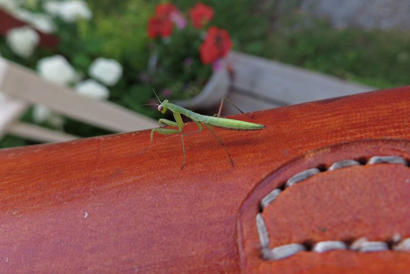 MANTE RELIGIEUSE / PRAYING MANTIS / Mantis religiosa
