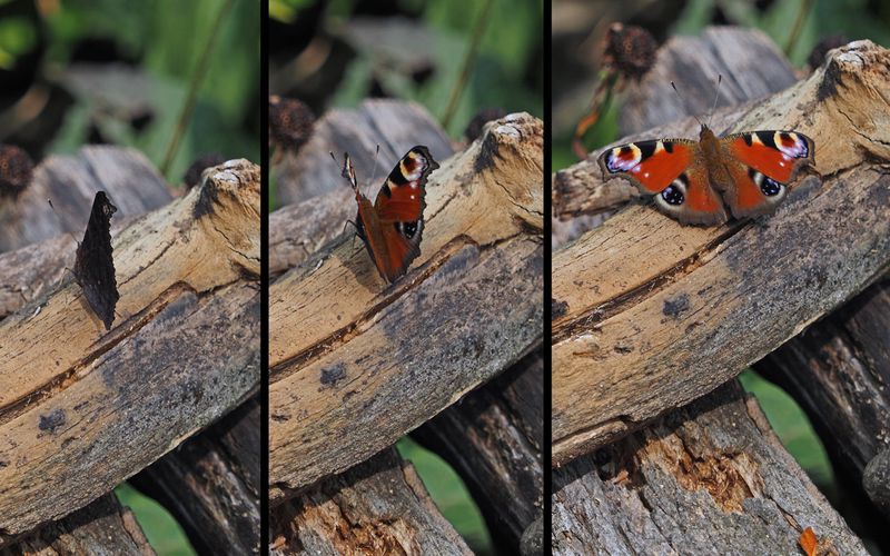 Dagpauwoog / PAON DU JOUR / Peacock butterflie