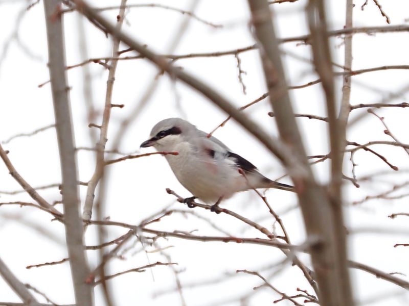 27 Nov 2023 Pie griche grise / Great grey shrike /  Klapekster / Northern Shrike