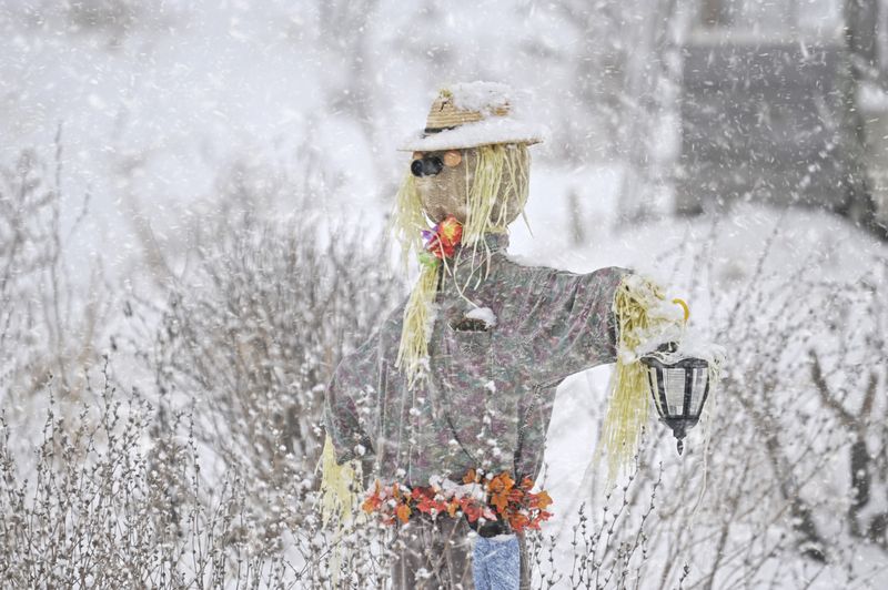 Quand la neige neige et que la fe observe!