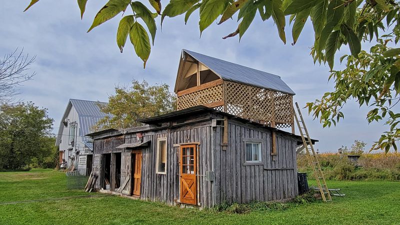 Nichoire pour hirondelles rustiques des granges