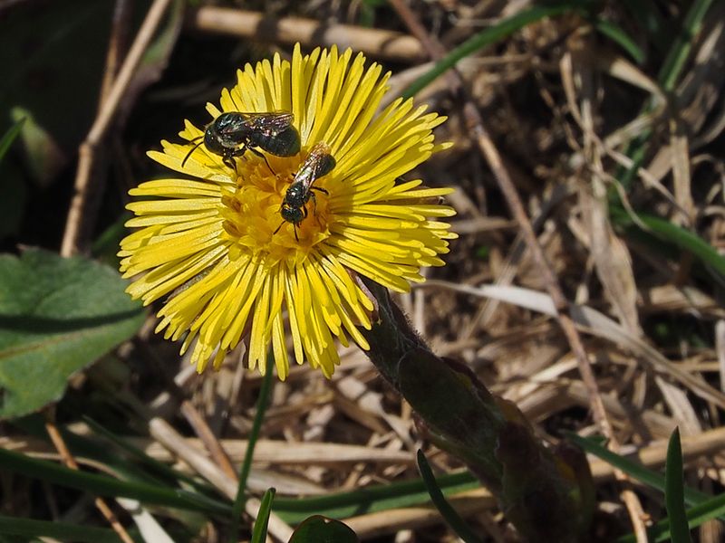 Abeilles CERATINA sur Tussilago farfara