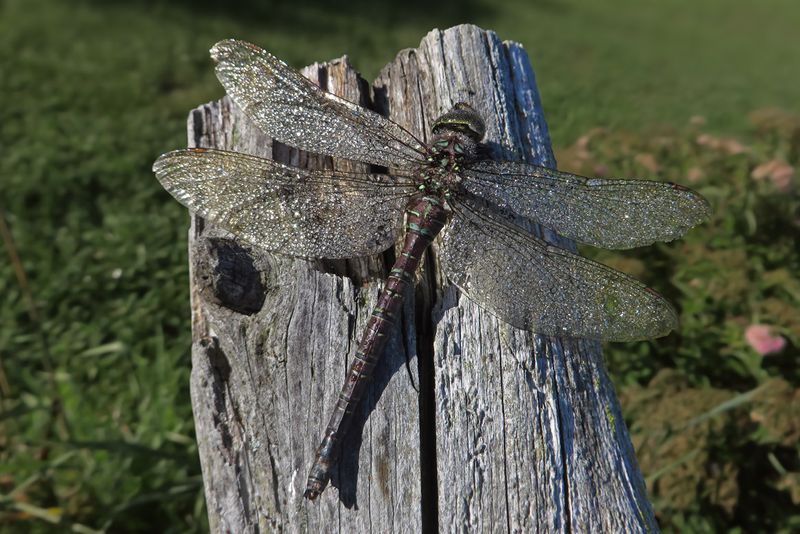 Aeschne des pnombres / Aeshna umbrosa umbrosa / Shadow darner 