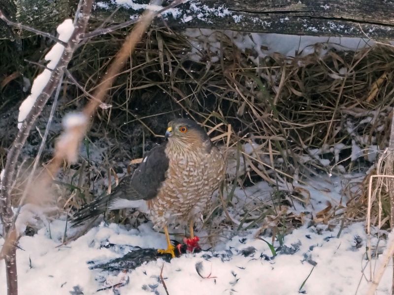 Coopers Hawk / pervier de Cooper 