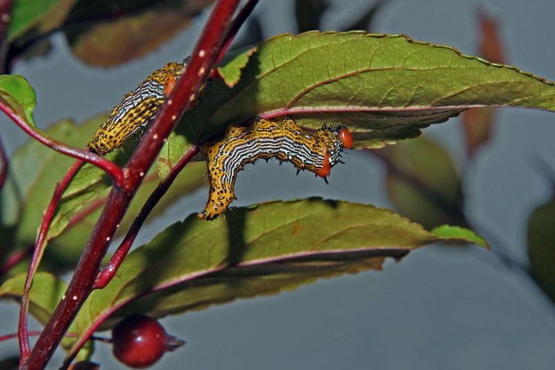 Chenille--bosse rouge / Notodondidae