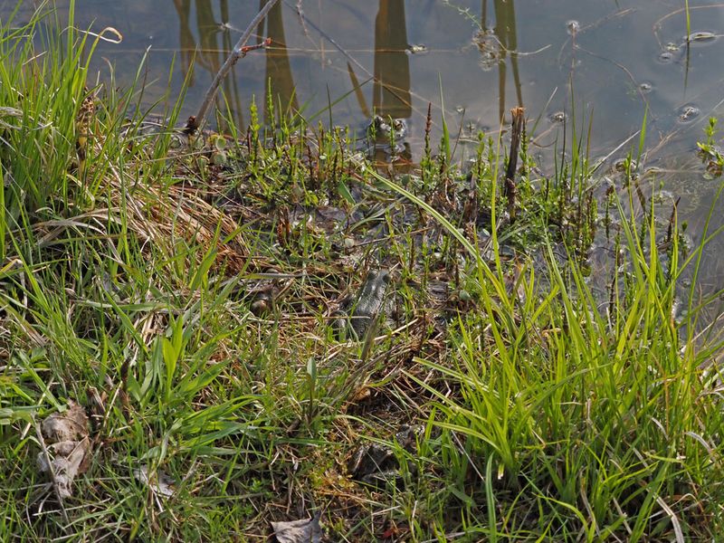 Multiethnique (5)...?