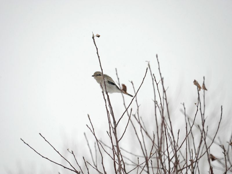 Pie griche grise / Great grey shrike /  Klapekster / Northern Shrike / Mars 2024