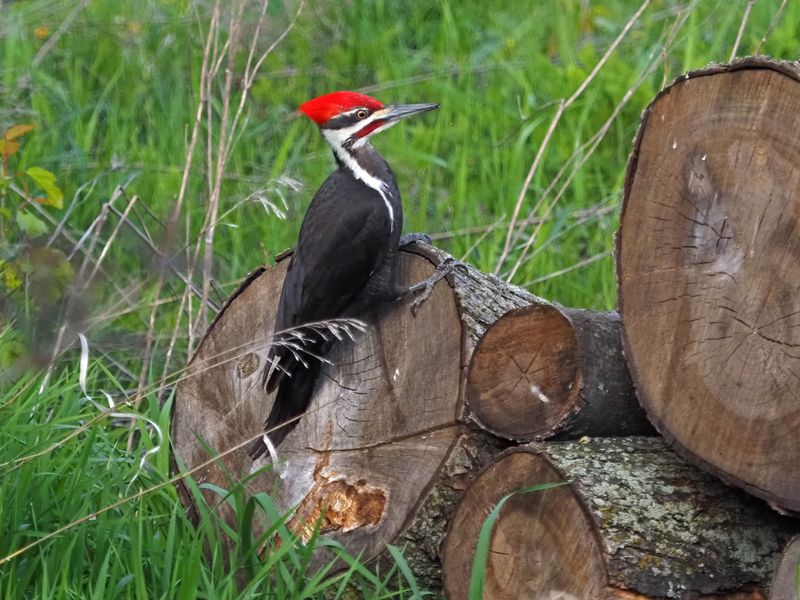 Grand pic sur bois