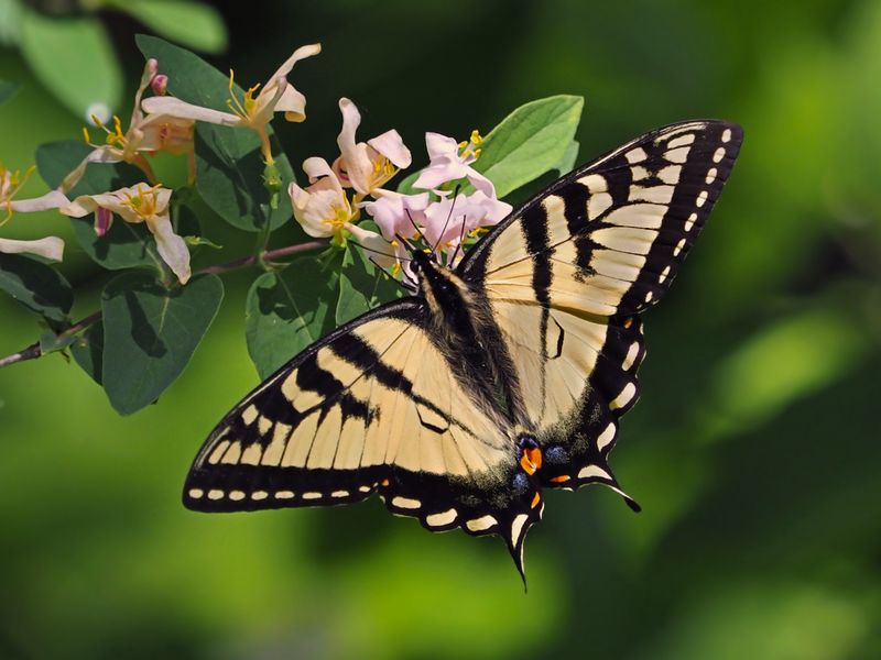 Papillon tigr du Canada