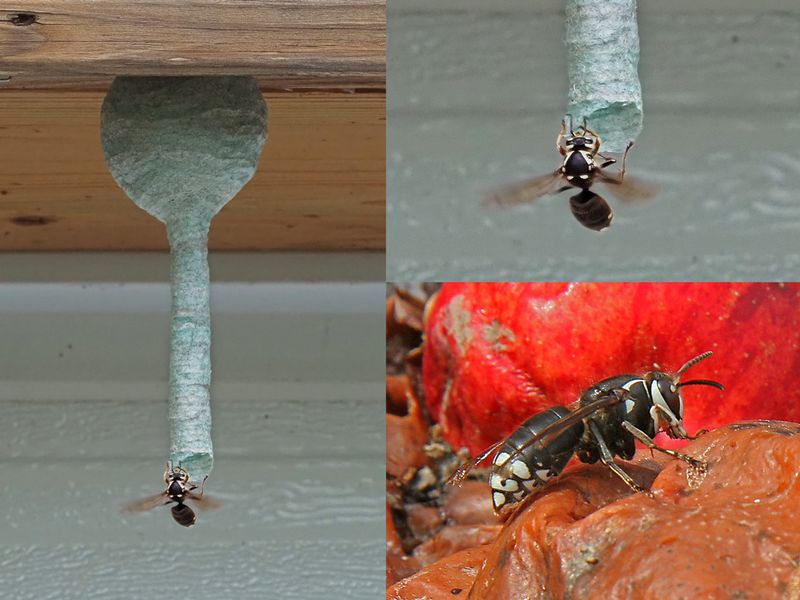 Gupe  taches blanches / Gupe germanique / Bald-faced hornet (Dolichovespula maculata)