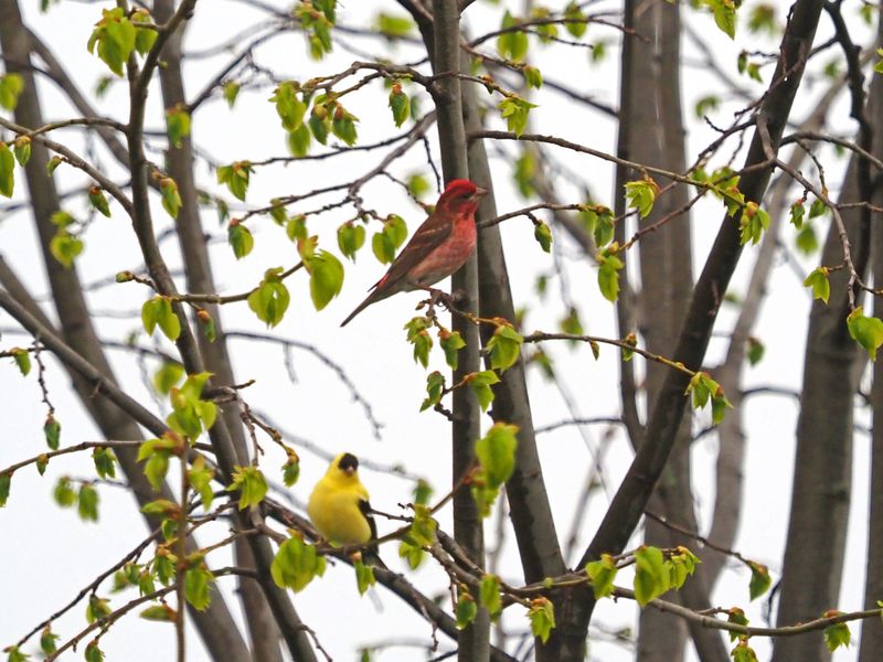 3 MAI 2024  Lco-Lot / Full visiteurs