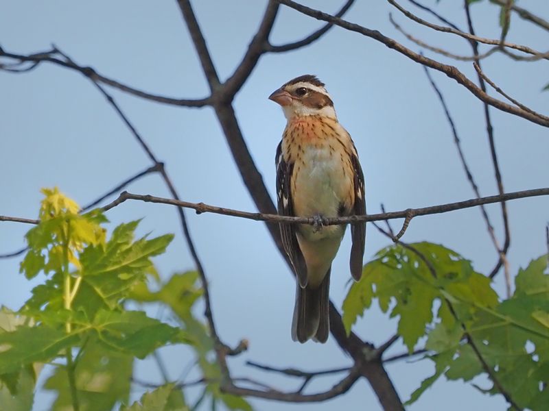 CARDINAL A POITRINE ROSE (F)