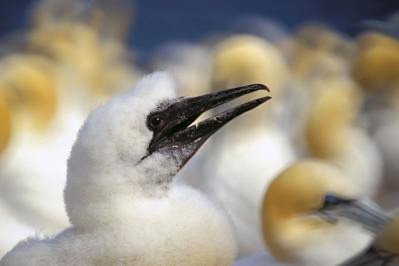 Pierre Joly PHOTOGRAPHE FocusNature