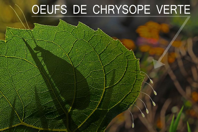 CHRYSOPE VERTE / Green lacewing