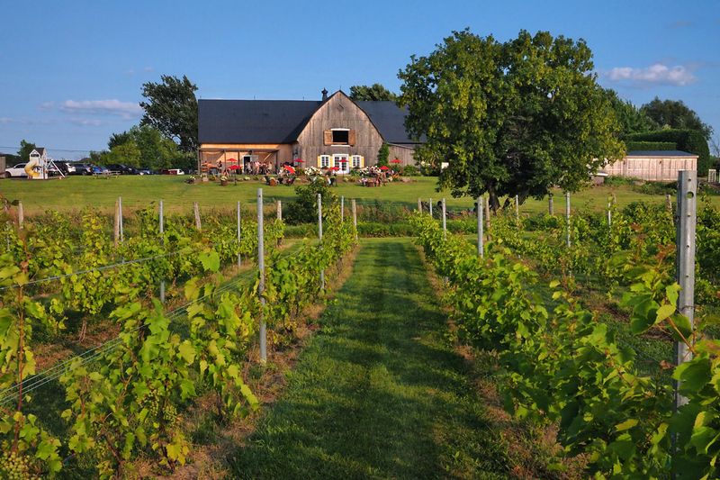 Vignoble du mouton noir /