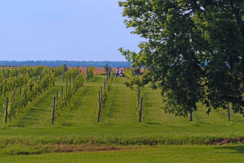 Vignoble du mouton noir /