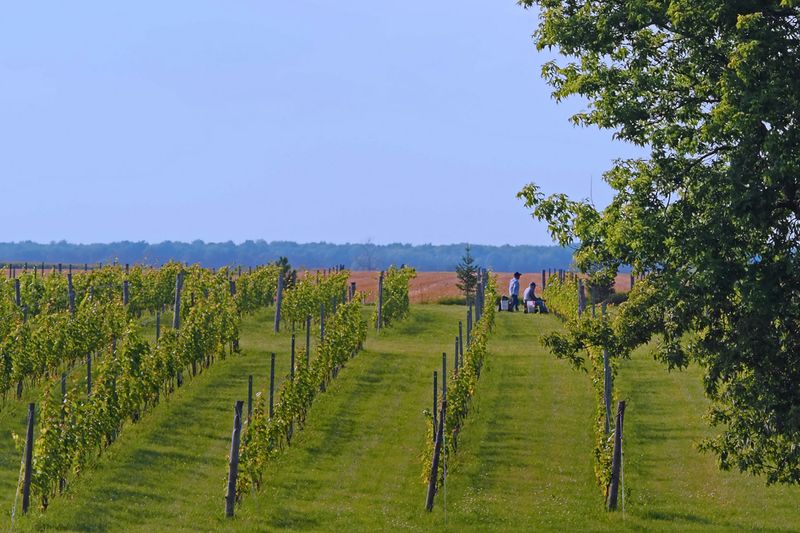 Vignoble du mouton noir /