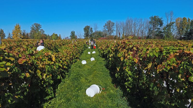 LES VENDANGES DU MOUTON NOIR 2024