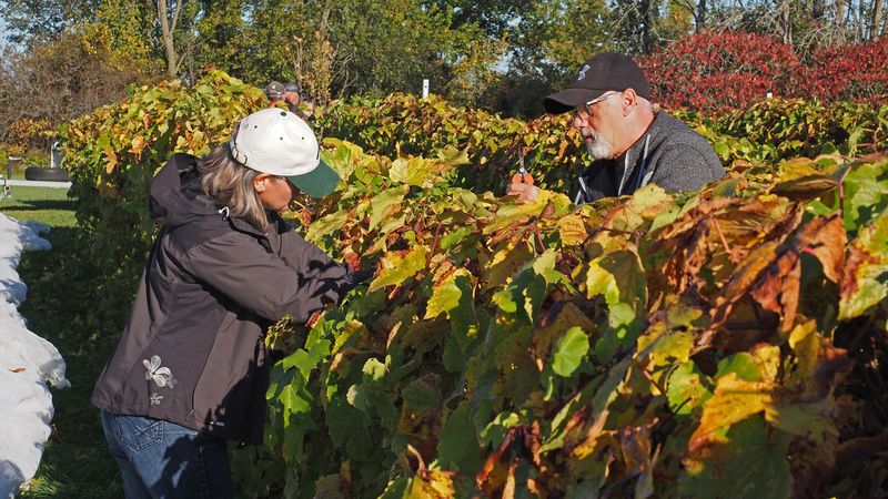 LES VENDANGES DU MOUTON NOIR 2024