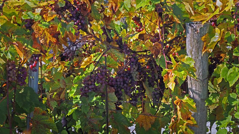 LES VENDANGES DU MOUTON NOIR 2024