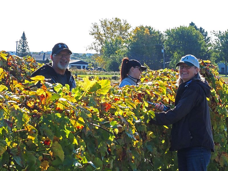 LES VENDANGES DU MOUTON NOIR 2024