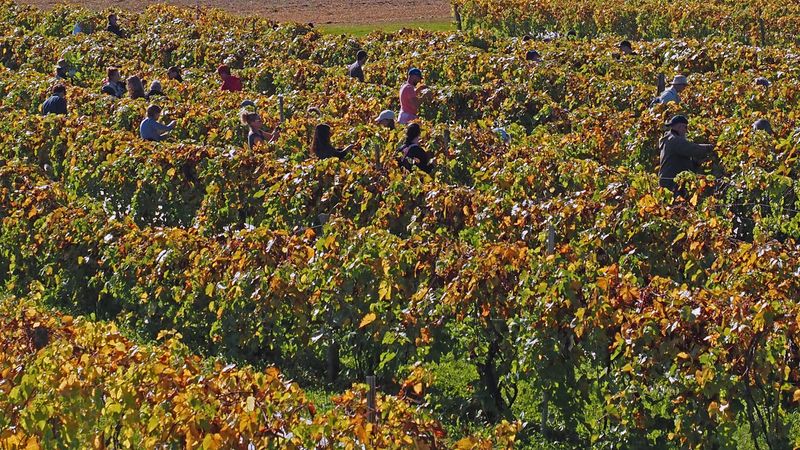 LES VENDANGES DU MOUTON NOIR 2024