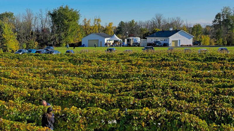 LES VENDANGES DU MOUTON NOIR 2024