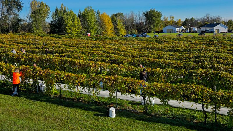 LES VENDANGES DU MOUTON NOIR 2024
