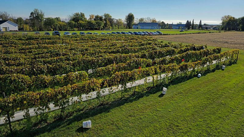 LES VENDANGES DU MOUTON NOIR 2024