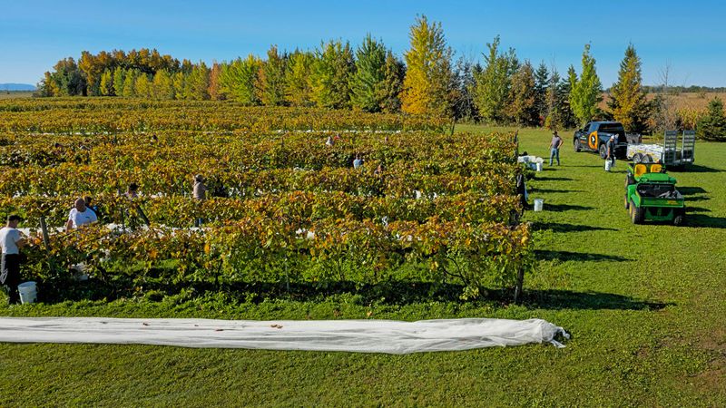 LES VENDANGES DU MOUTON NOIR 2024