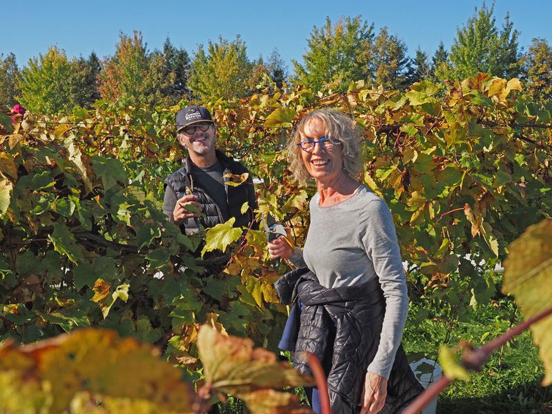LES VENDANGES DU MOUTON NOIR 2024