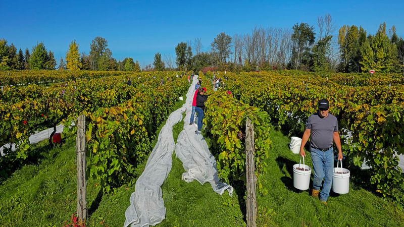 LES VENDANGES DU MOUTON NOIR 2024