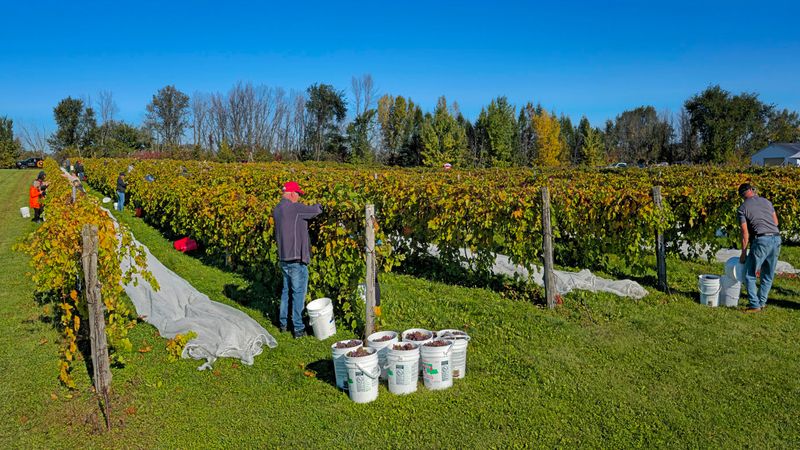 LES VENDANGES DU MOUTON NOIR 2024