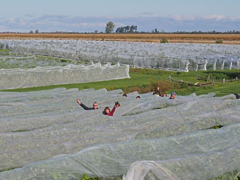 LES VENDANGES DU MOUTON NOIR 2024