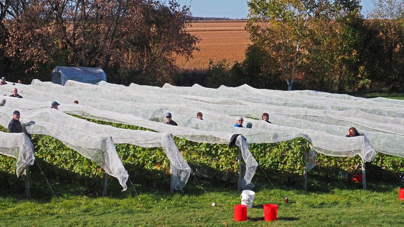 LES VENDANGES DU MOUTON NOIR 2024