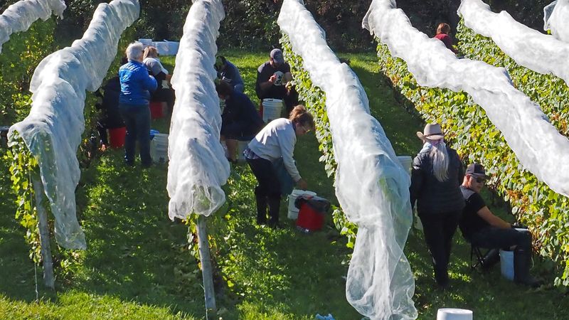 LES VENDANGES DU MOUTON NOIR 2024