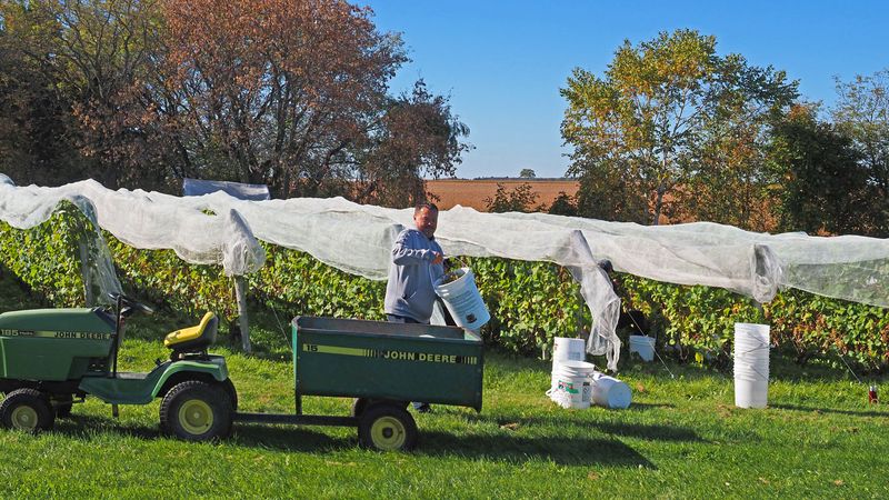LES VENDANGES DU MOUTON NOIR 2024