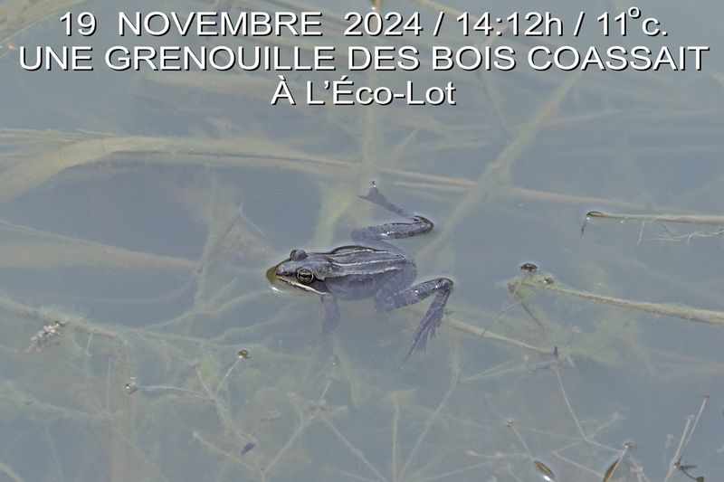 WOW! Pas encore gele... et qui plus est, coassait ???