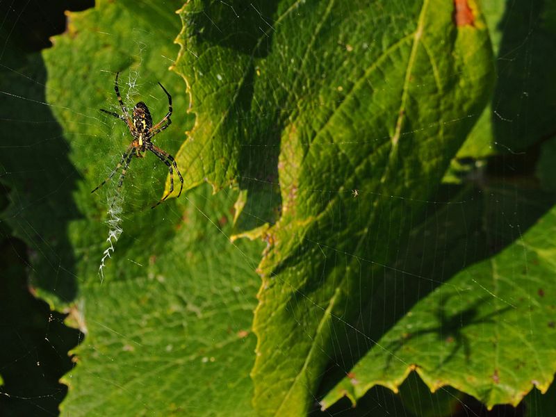 ARGIOPE DORE / SPIDER ARGIOPE KEYSERLINGI