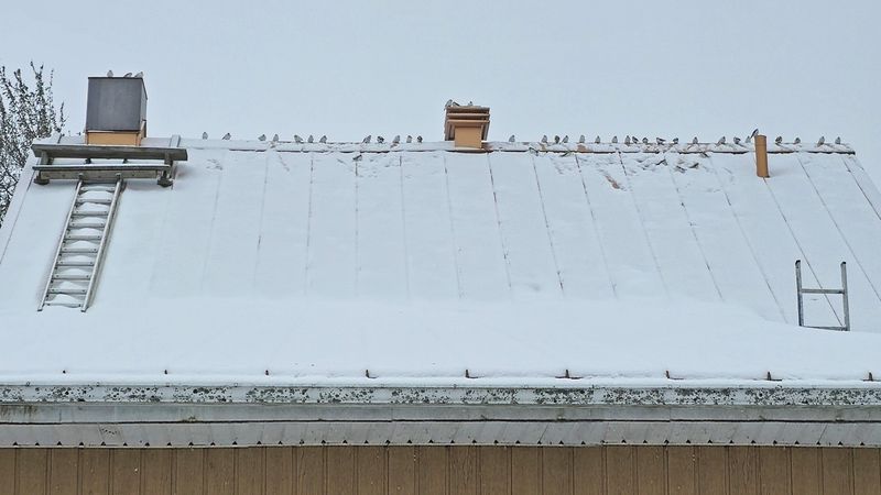 Plectrophane des neiges / Bruant des neiges