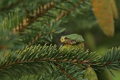 Tree Frog / RAINETTE VERSICOLORE