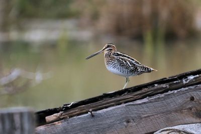 BCASSINE DES MARAIS / COMMON SNIPE