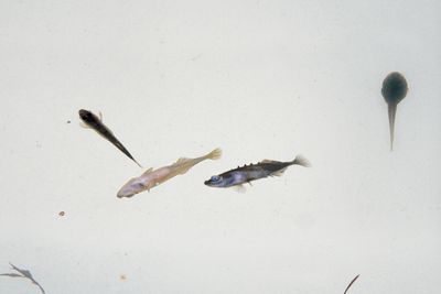 pinoches et ttard / Ils nageaient dans 6 d'eau  1c !
