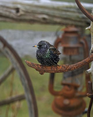 STARLING