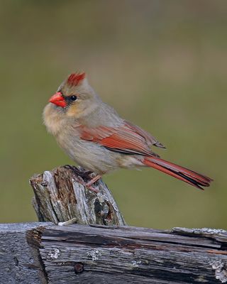 Cardinal rouge (F)