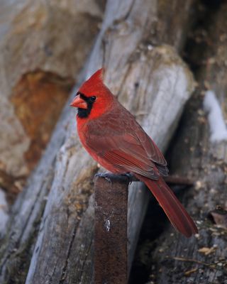 Cardinal rouge (M)