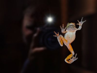 RAINETTE VERSICOLORE / FocusNature.net / PiJoly.com