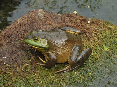 BigBossBullFrog